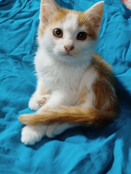 хлопчик безкоштовно