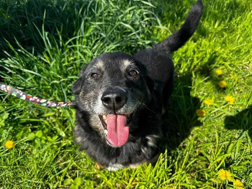 Adoptuj psiego przyjaciela