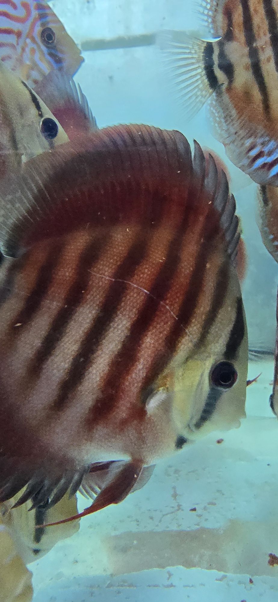 12 discus 400€ 11 a 19 cm