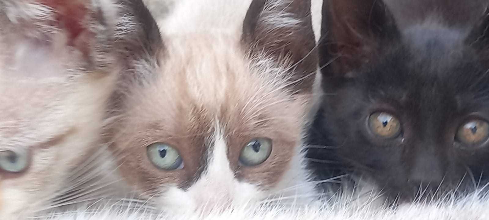 Doa-se  4 Gatinhos