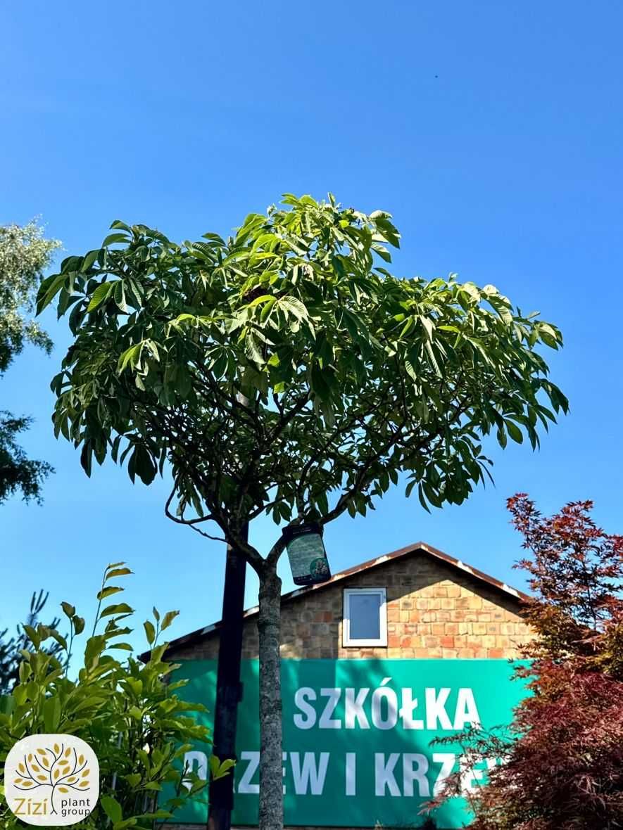 Aesculus pavia Koehnei, Kasztanowiec krwisty, pień 180cm, donica 160l
