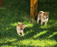 Shiba Inu piesek Ojciec FCI