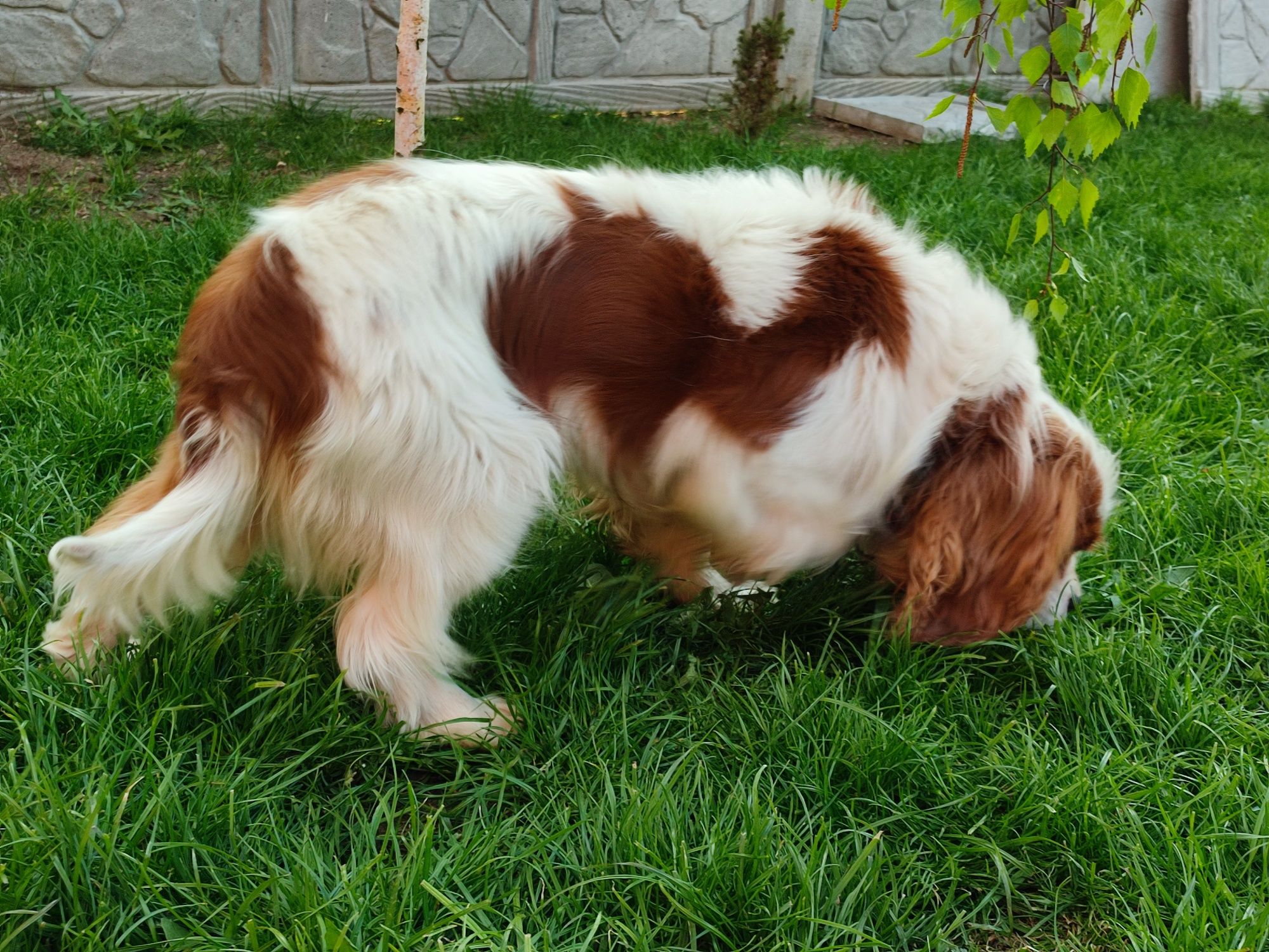 Cavalier King Charles spaniel reproduktor