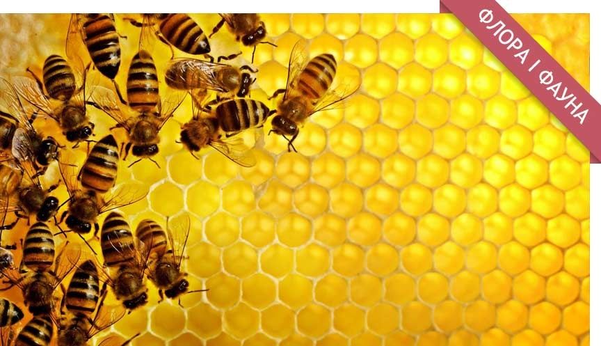 Продам відводи бджолині та мед