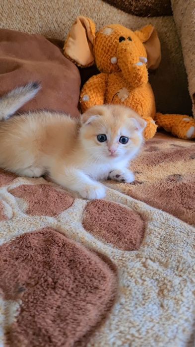 Вислоухие и Прямоухие золотая шиншилла