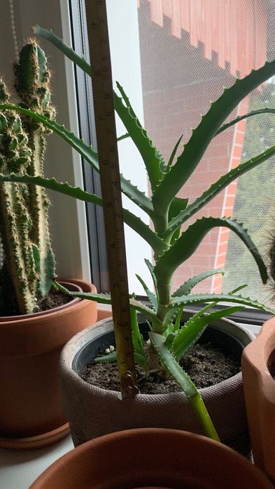 Aloes około 20 cm