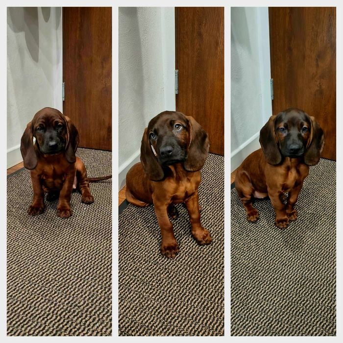 Szczenię Posokowca Bawarskiego