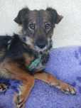 Sunia do adopcji