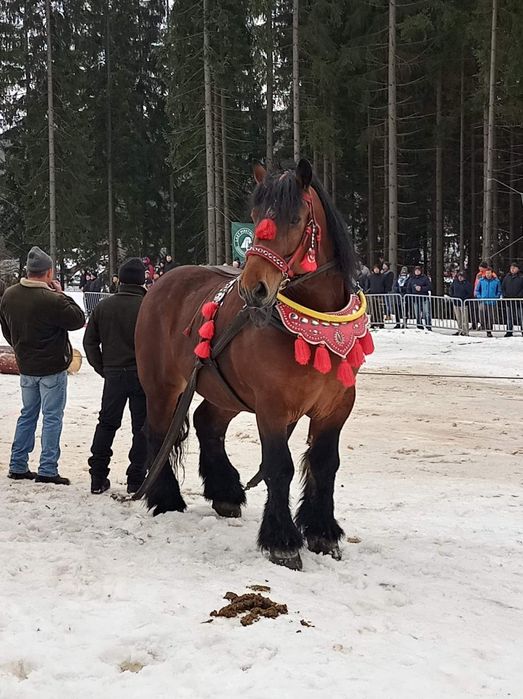 Ogier Arden polski 7 lat