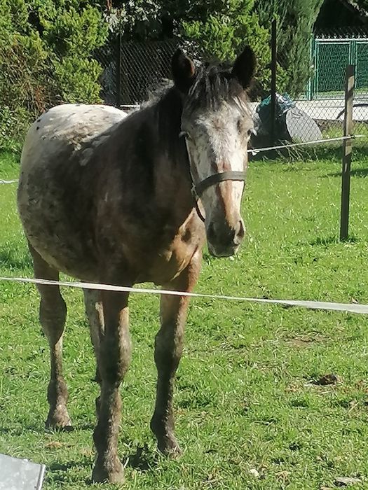 Sprzedam ogierka