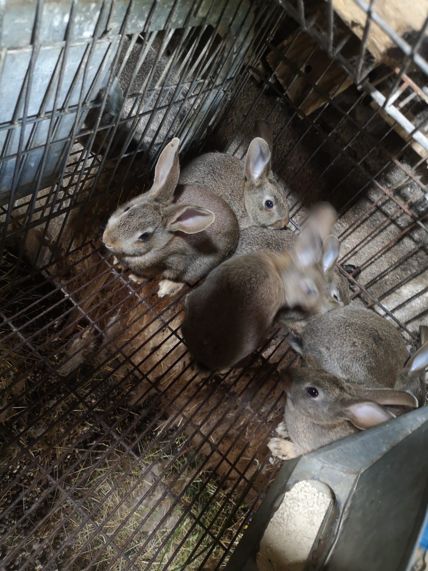 Coelhos e enxames de abelhas