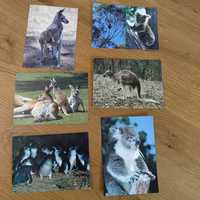 Oryginalne stare australijskie pocztówki ze zwierzętami