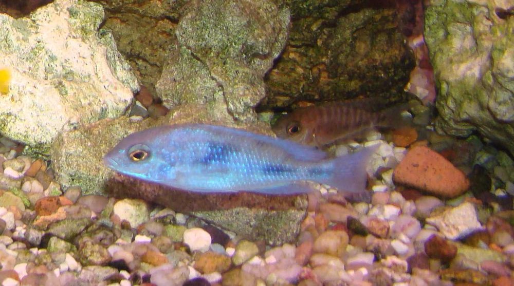 Pyszczak delfin moorii