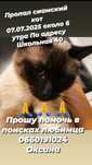ПРОПАЛ СИАМСКИЙ КОТ, г. Запорожье, Александровский район