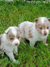 Border Collie - Red merle tricolor