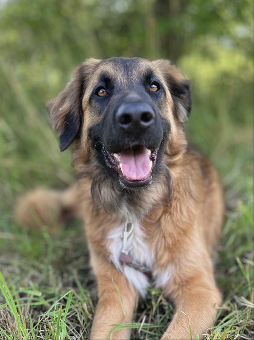 Cudowny Leon szuka odpowiedzialneego opiekuna