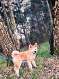 Piękna Akita Inu (japońska), szczenięta ZkwP/FCI *Akicia Rodzinka FCI*