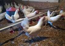 Kury młode leghorn leghorny odchowane lekhorny brojlery tęczanki