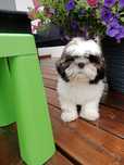 Shih Tzu - szczeniak