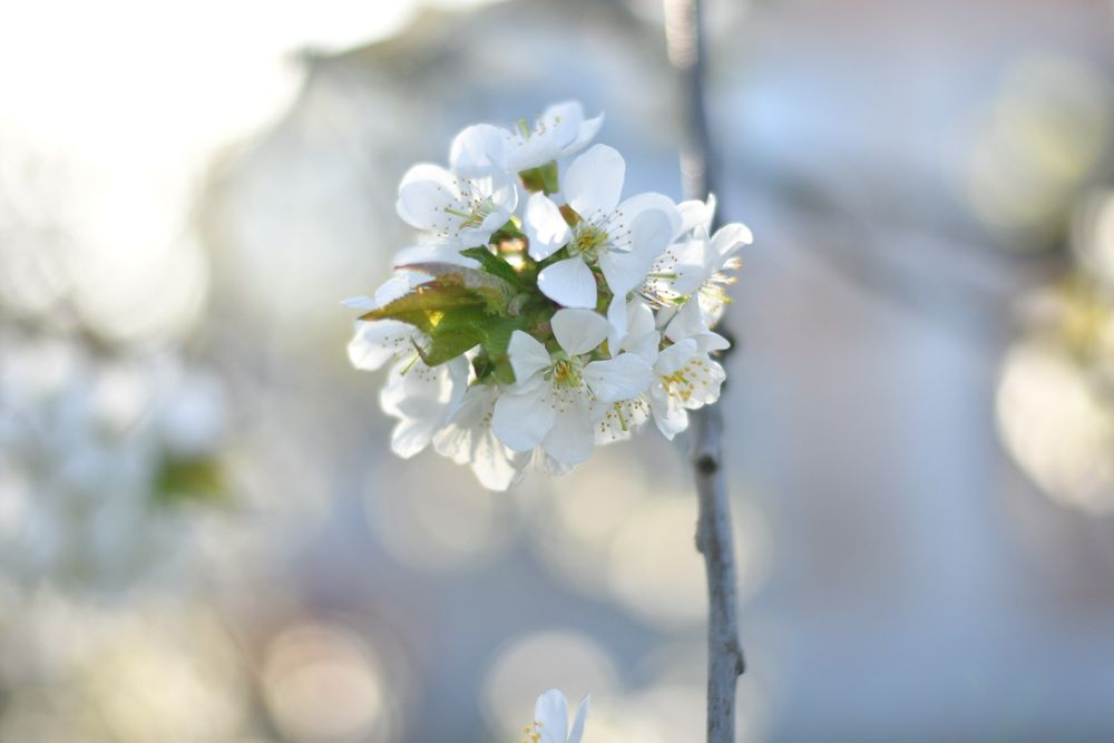 Nikon AF-S Nikkor 28-70mm f/2.8D ED IF