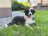 Suczka Border Collie FCI