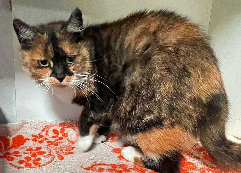 Славна кішечка Нора триколірного окрасу (1,5 р.). Стериліз. Кошка