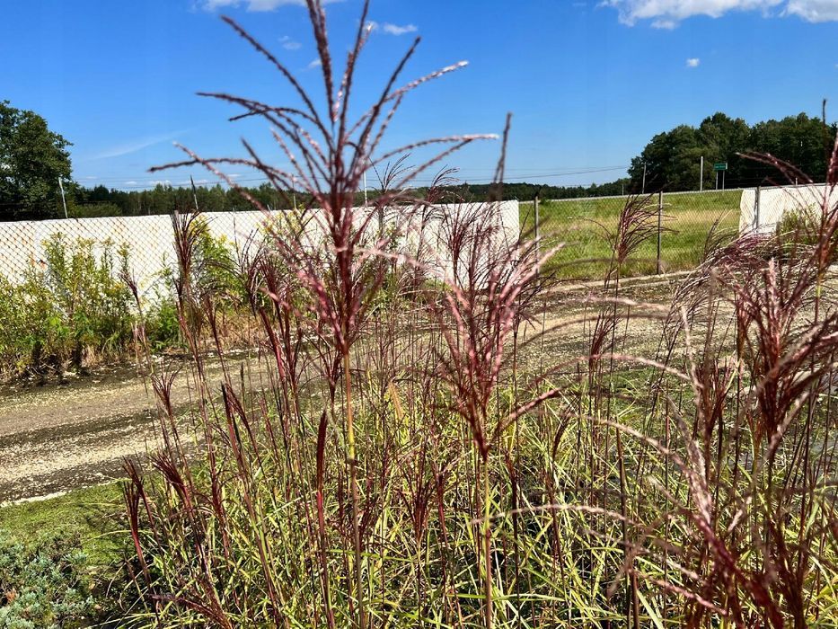 Miskant chiński 'Malepartus' (Miscanthus sinnesis)