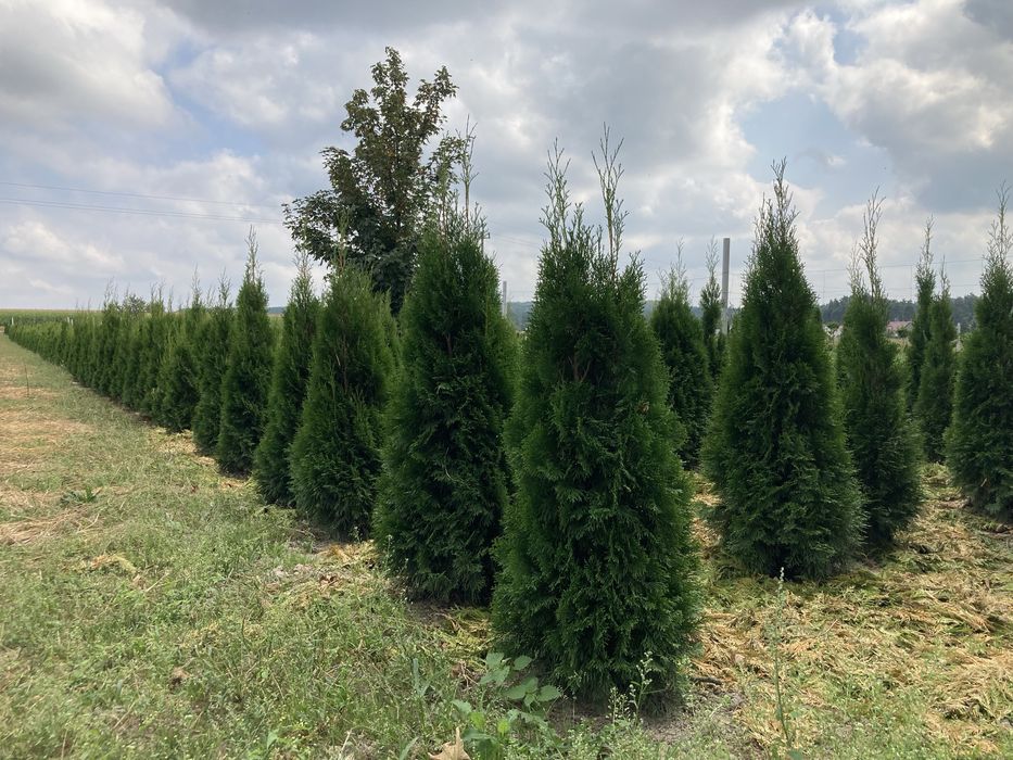 Tuje Szmaragd, świerki, iglaki