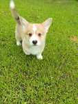 Welsh Corgi Pembroke