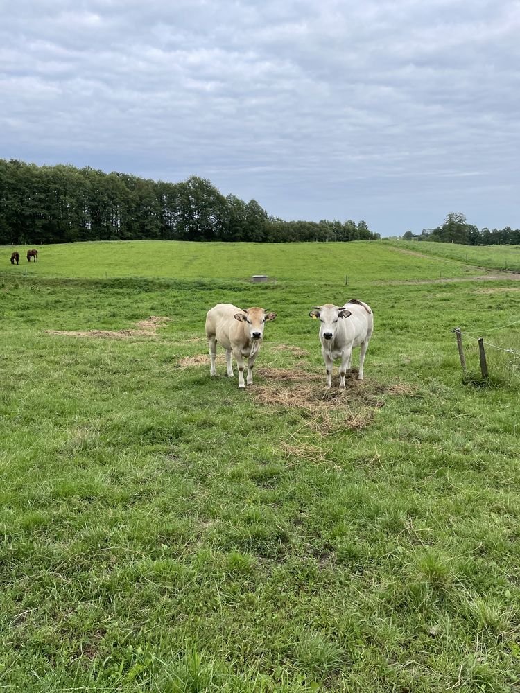 Jałówki bydlo piemontese hereford