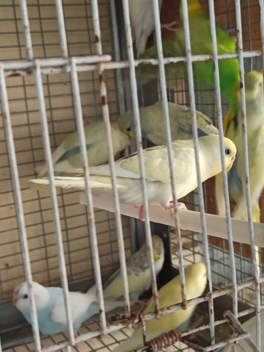 Cedo lote de periquitos australianos