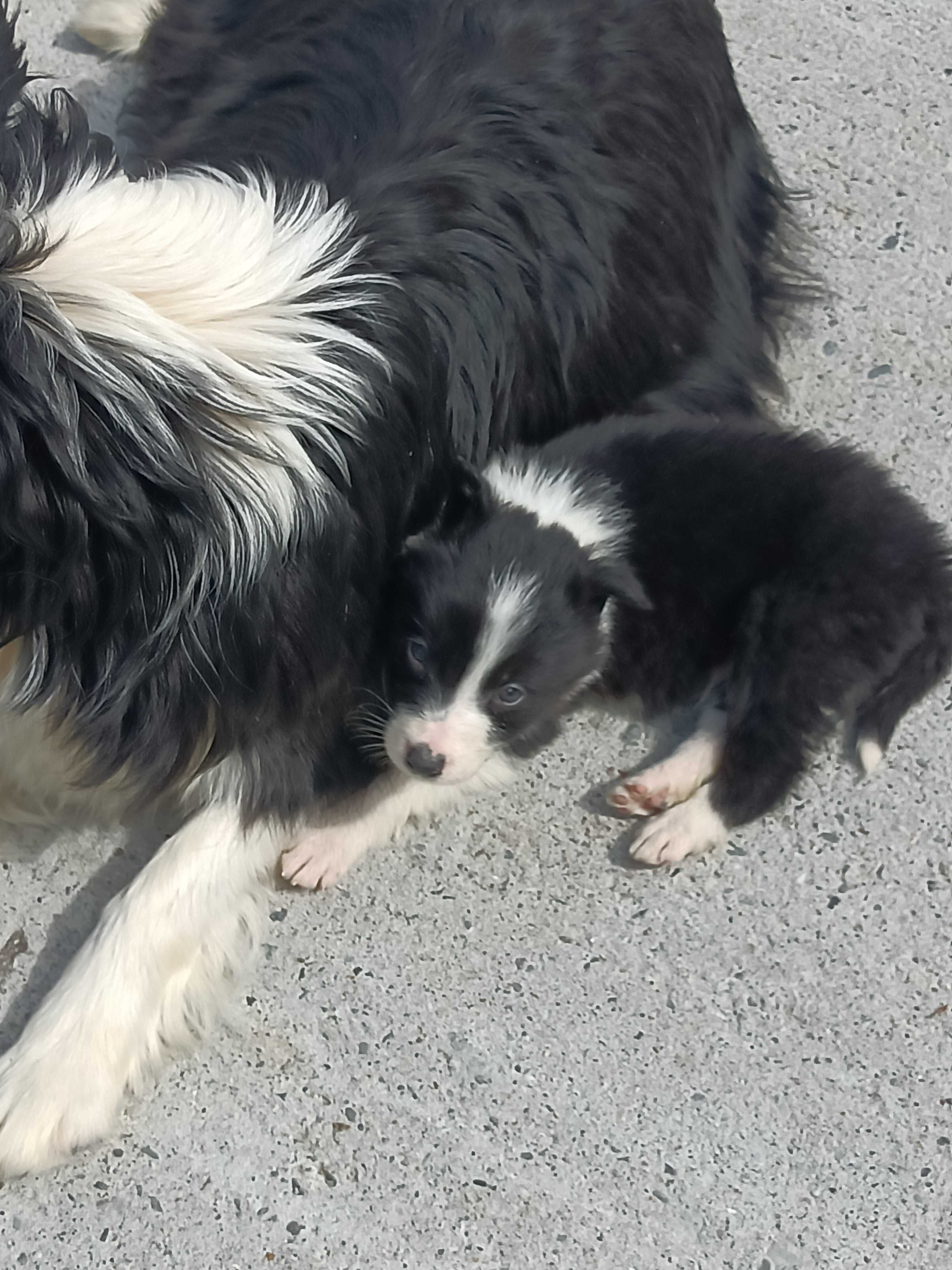 Border Collie -czarno-białe