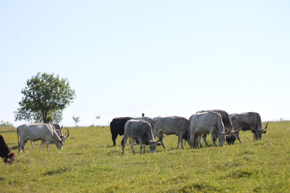 Продам бика угорськоі сіроі корови