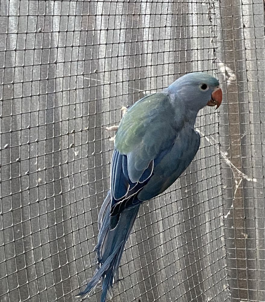 Ring necks bebes