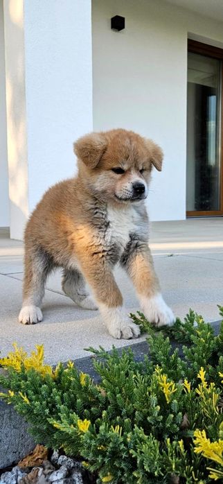 Akita Japonska Inu - rodowód