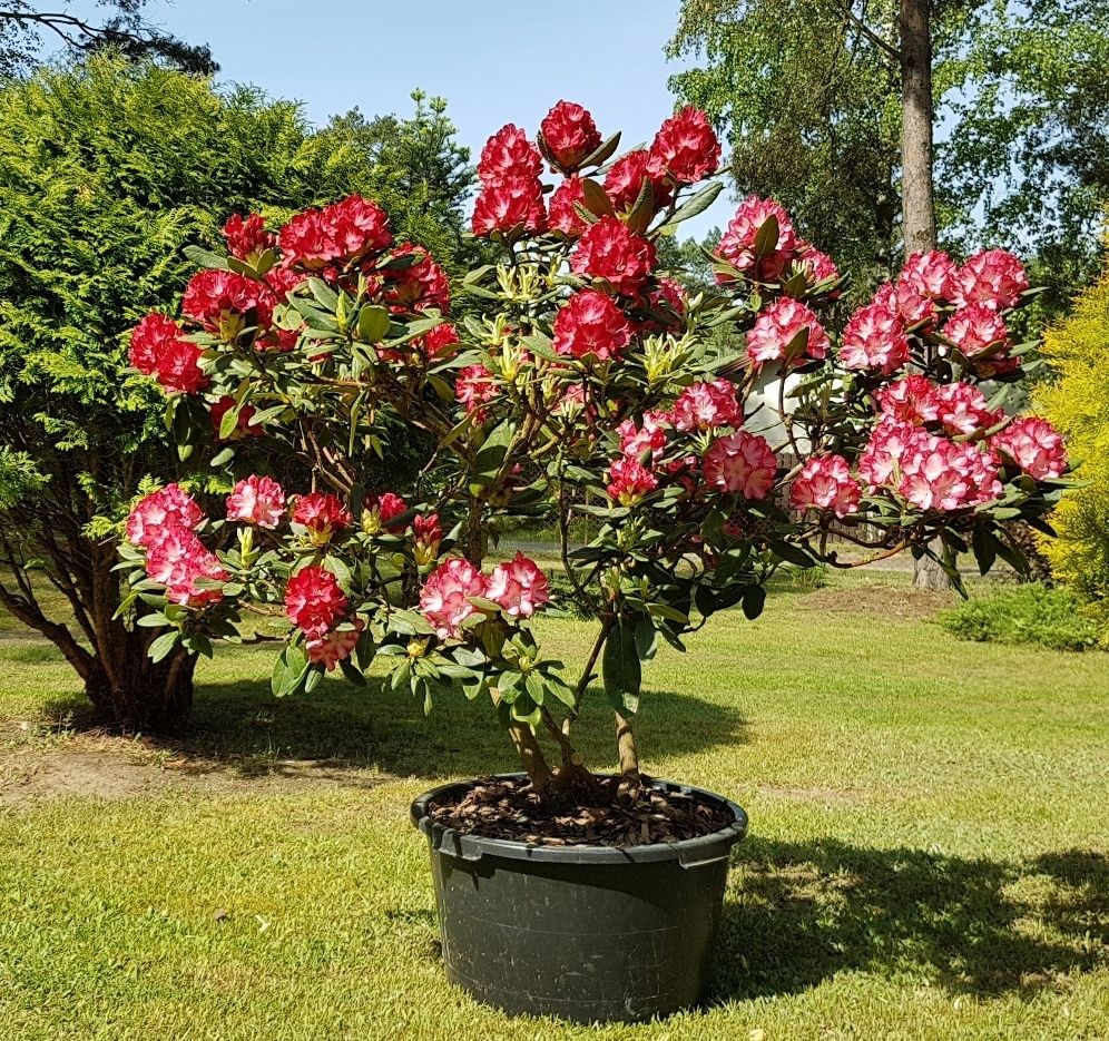 Rododendron Różanecznik