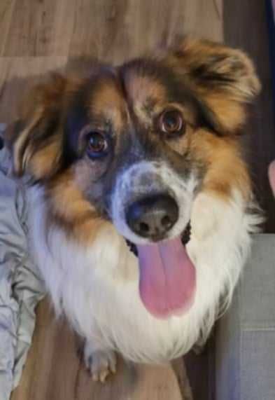 Zwrot po 6 latach od adopcji, szukamy domu!!