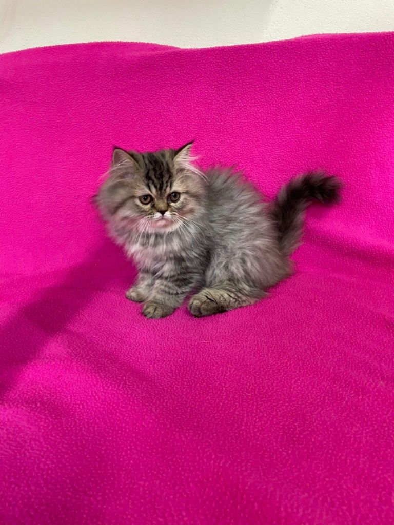 Scottish Longhair Macho silver tabby