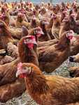 Kury NIOSKI z wolnego wybiegu ! Rossa Messa Leghorn ! Zapraszam !