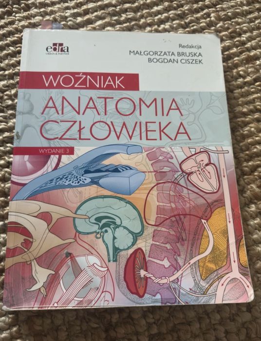 anatomia woźniak