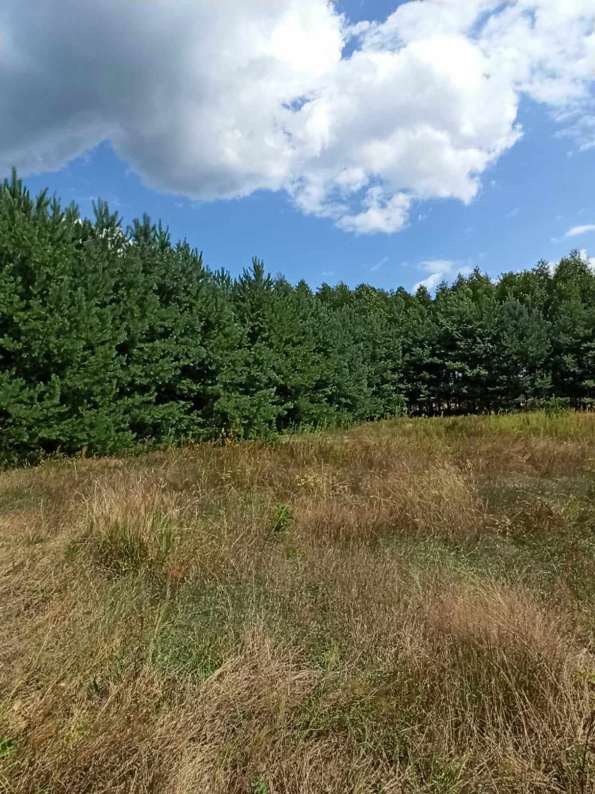 Działka Budowlana na Sprzedaż z mediami - Super lokalizacja