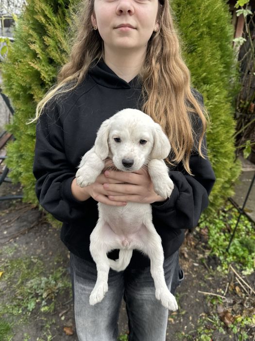 Маленькі цуцики шукають сімʼю