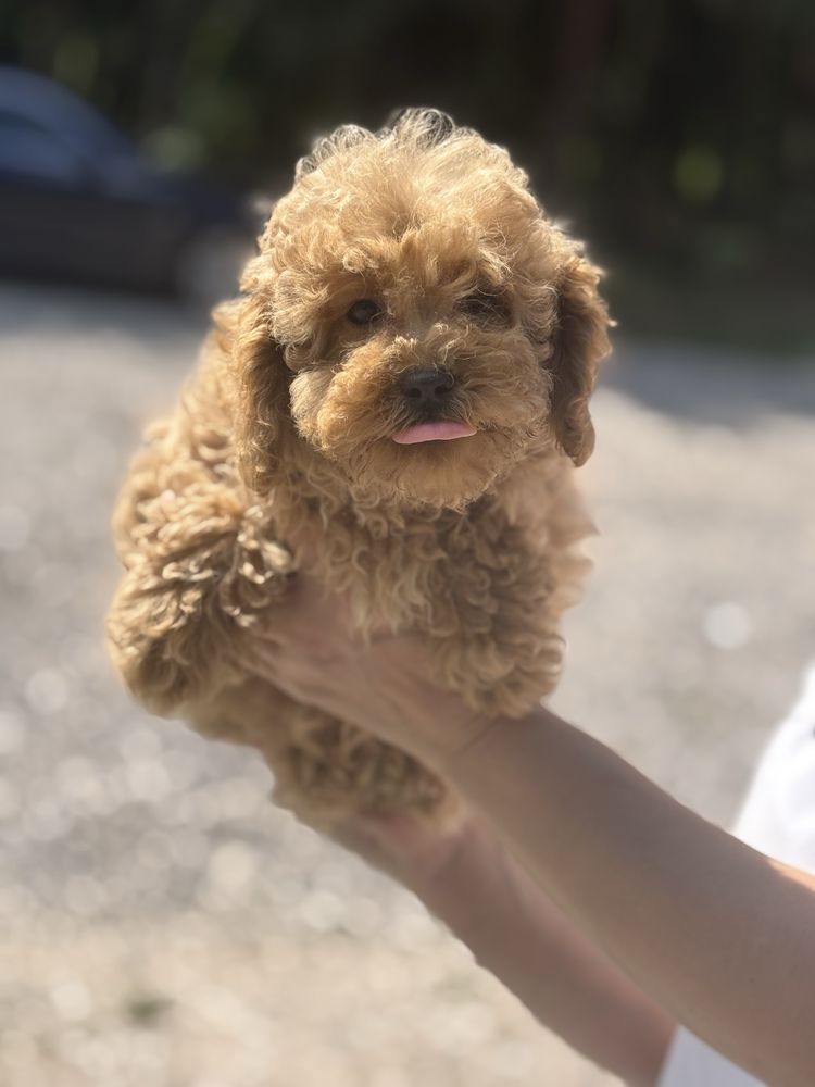 Maltipoo pudel toy sunia do odbioru!!
