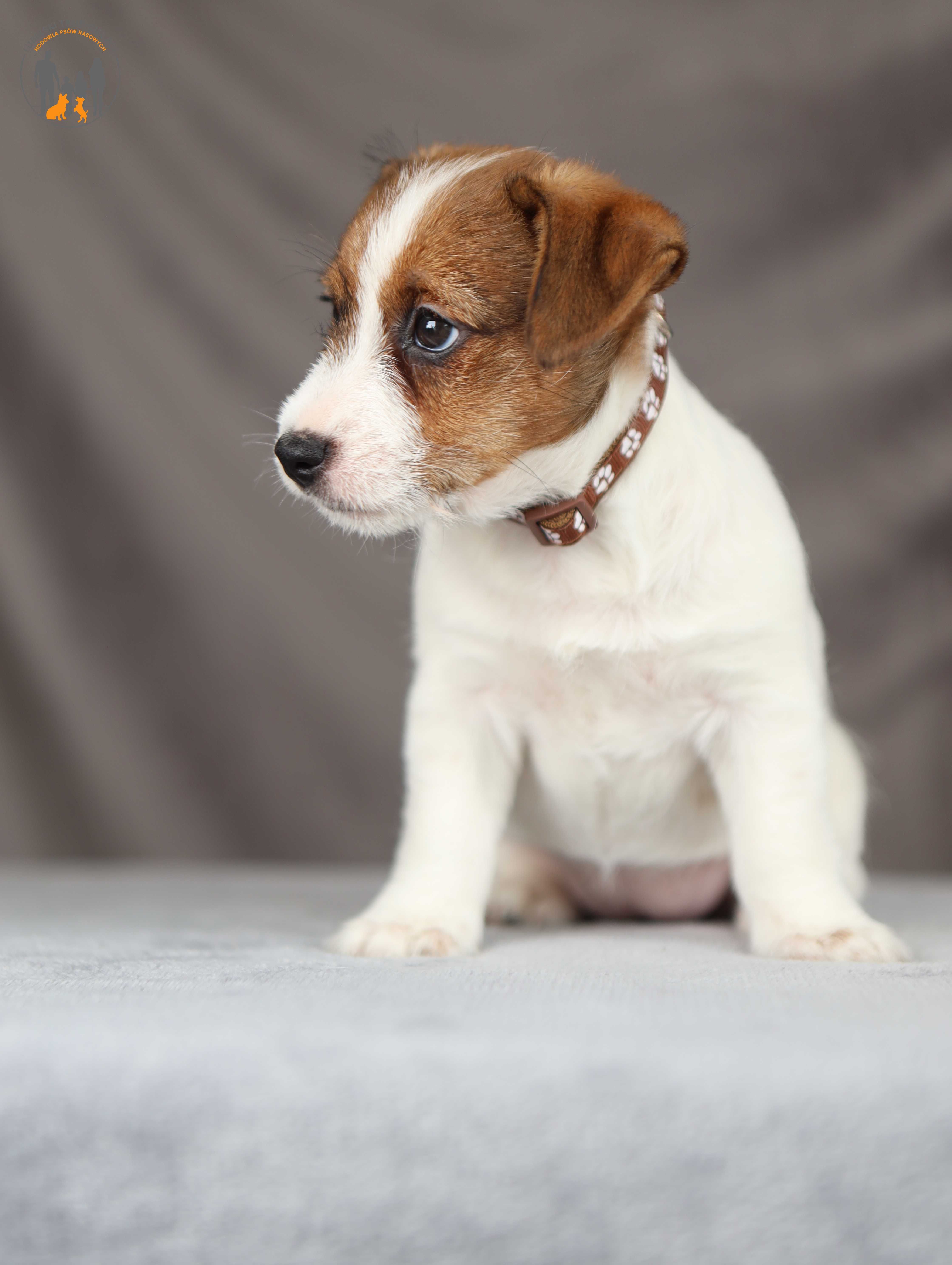 Jack Russell Terrier ZKwP FCI piękna suczka po CH.PL