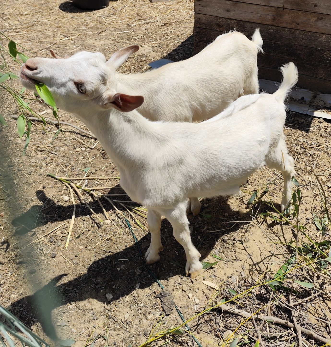 Cabrito sannen com 3 meses