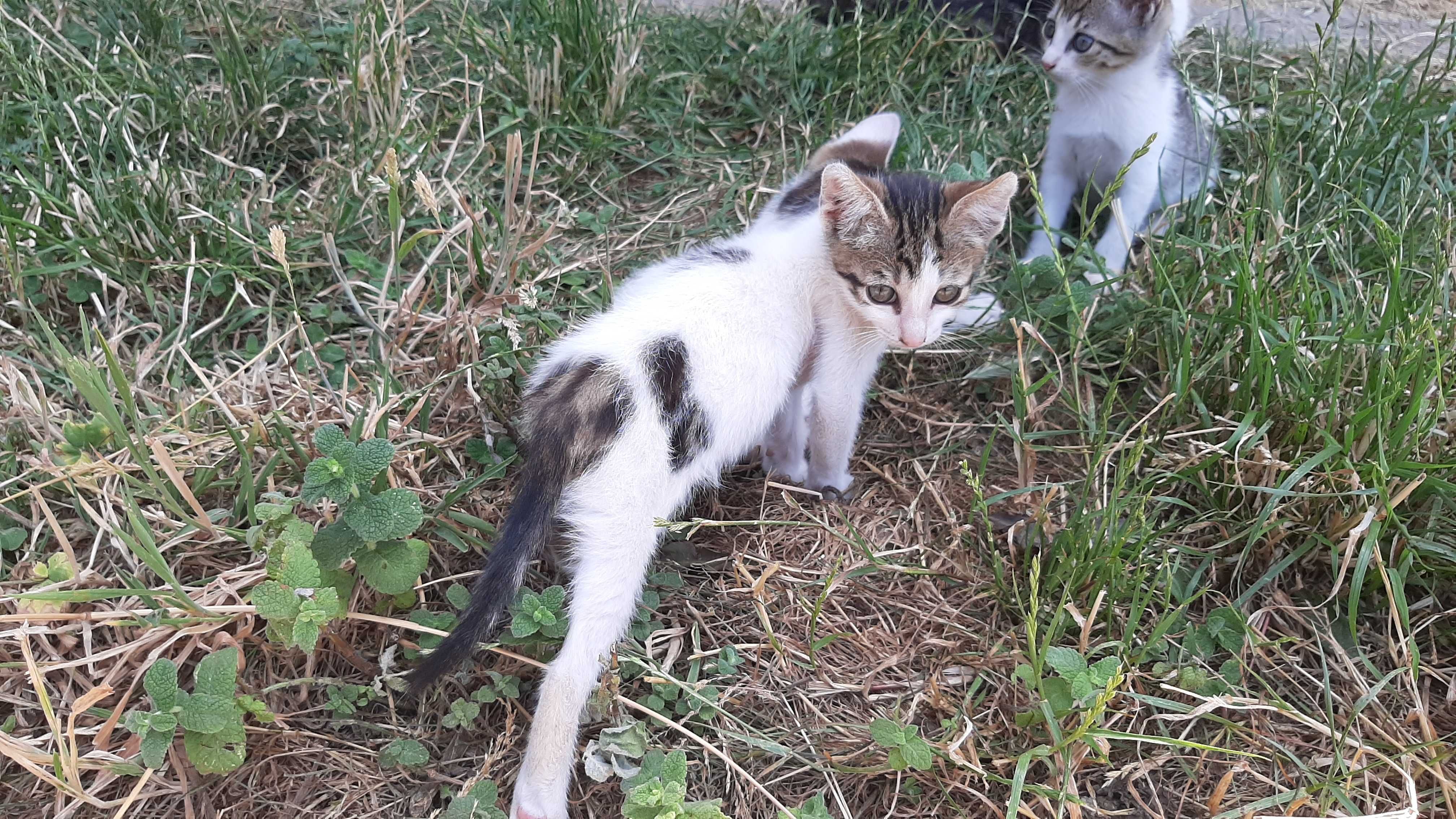 Gatinhos para adoção (nascidos a 22 de Abril)