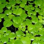 Troco Plantas de Aquário