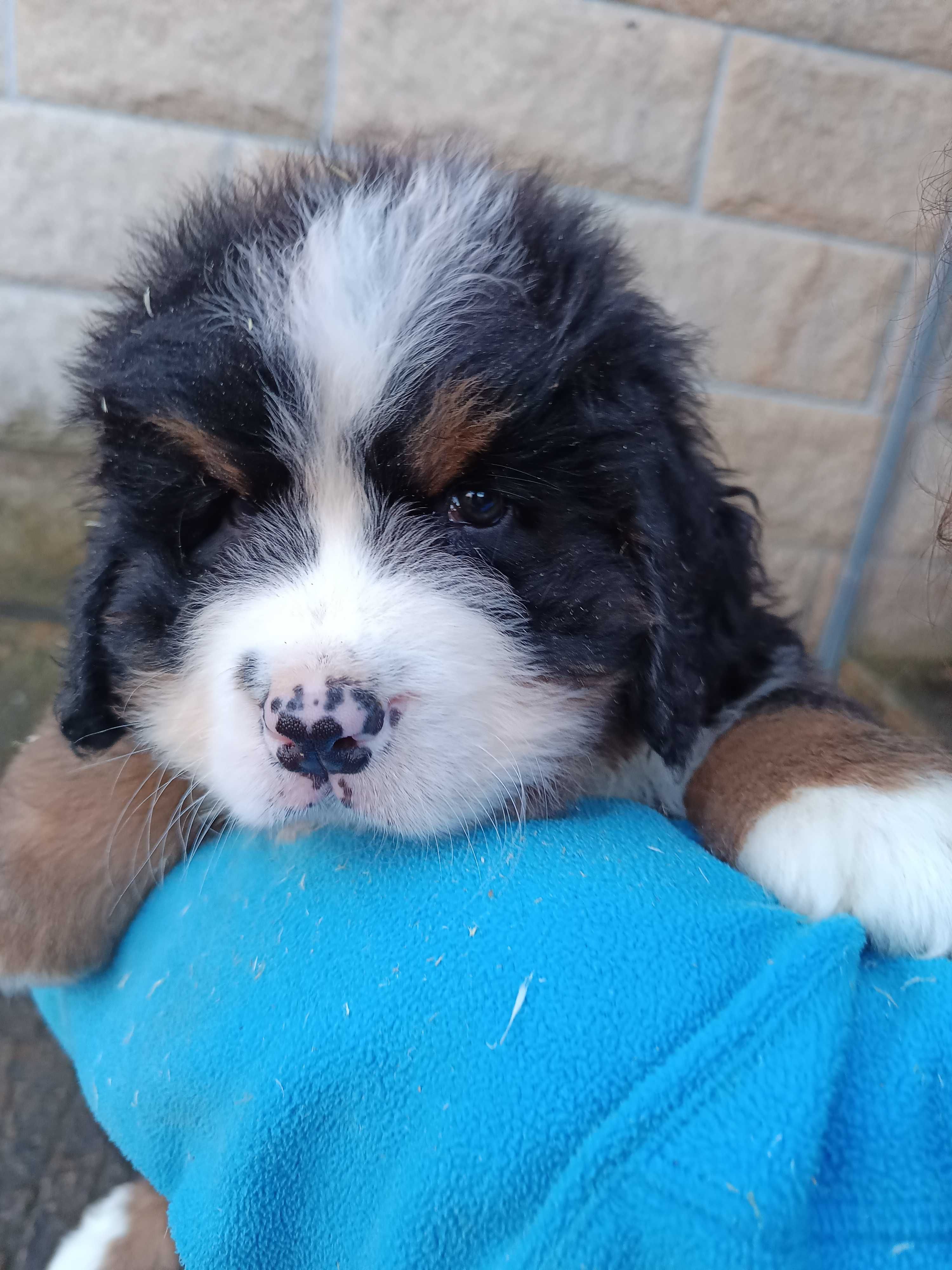 Bouvier Bernois cachorro