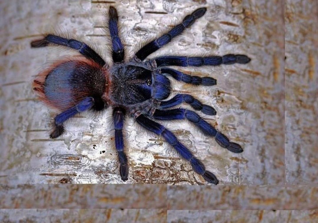 Pterinopelma sazimai