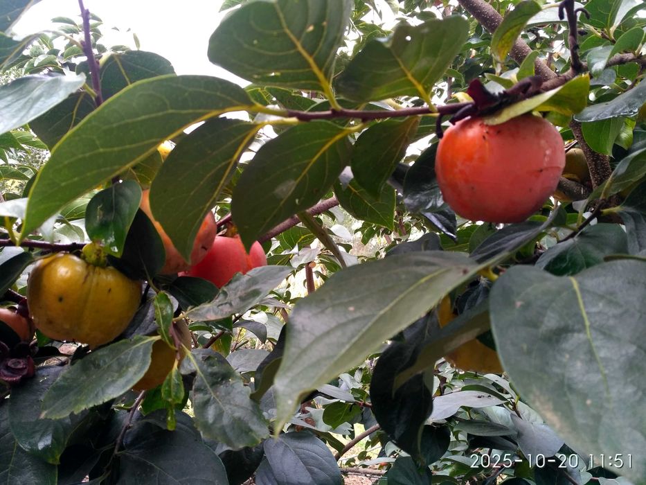 Diospiro Coroa de Rei
